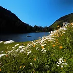 Alpen Appartement Zauchensee
